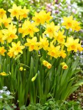 Cluster of yellow Narcissus or daffodil flowers with trumpet-shaped central coronas and long narrow green leaves growing in a spring garden