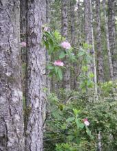 Pacific Rhododendron with leathery evergreen leaves and rounded clusters of pink trumpet-shaped flowers.