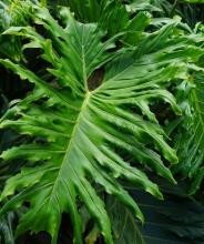 Mature Tree Philodendron (Philodendron bipinnatifidum) with a thick ring-scarred trunk, numerous aerial roots, and a broad crown of enormous glossy green leaves divided into many deep wavy lobes.