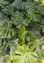 Philodendron Pertusum or Monstera deliciosa, a tropical climbing plant with thick stems, hanging aerial roots, and large glossy heart-shaped green leaves divided into deep lobes and natural oval openings