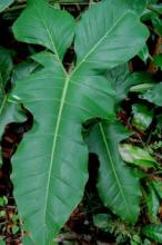 Saddle Leaf or Horsehead Philodendron, Philodendron bipennifolium, climbing a support with thick aerial roots and large glossy leathery green leaves divided into a narrow central blade and broad side lobes resembling a horse’s head or violin.
