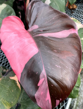 Red Princess philodendron with glossy dark green to burgundy foliage, reddish petioles and stems.
