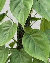 Cordatum or Heartleaf Philodendron with slender trailing vines, aerial roots at the nodes, and glossy green heart-shaped leaves with pointed tips.