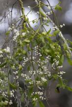 American Mistletoe (Phoradendron leucarpum), an evergreen hemiparasitic shrub forming a dense rounded clump on a deciduous tree branch, with forked green stems, opposite leathery oval leaves, inconspicuous yellow-green flowers, and clusters of translucent white sticky berries.