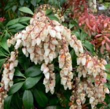 Japanese Pieris or Andromeda Japonica (Pieris japonica), a dense evergreen shrub with glossy narrow dark-green leaves, bronze-red new foliage, drooping chains of white urn-shaped flowers, and clusters of small dry seed capsules.