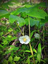 American Mandrake or Mayapple (Podophyllum peltatum) growing in a woodland colony, with upright stems bearing one or two large umbrella-shaped leaves divided into broad lobes, a single nodding white flower hidden beneath two leaves, and an oval fruit that changes from green to golden yellow as it ripens.