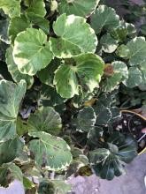 Balfour Aralia plant, Polyscias balfouriana, toxic to pets