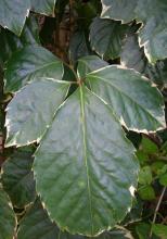 Wild coffee or geranium-leaf aralia (Polyscias guilfoylei) growing as an upright evergreen shrub with long pinnately compound leaves, paired oval to elliptical coarsely toothed leaflets, and cream-white variegated leaf margins.