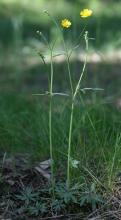 Buttercup, Ranunculus spp., a protoanemonin-containing toxic plant for pets and livestock