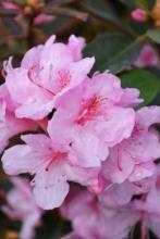 Rhododendron shrub with leathery evergreen leaves and rounded clusters of large funnel-shaped pink flowers.