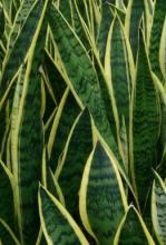Mother-in-Law’s Tongue or Dracaena trifasciata growing as a dense cluster of stiff upright sword-shaped succulent leaves with dark green coloring, pale gray-green horizontal cross-banding, and yellow margins on variegated forms.