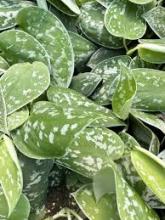 Exotica Dieffenbachia, a variegated Dumb Cane cultivar containing insoluble calcium oxalate crystals toxic to dogs and cats