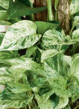 Marble Queen Pothos or Epipremnum aureum ‘Marble Queen’ with trailing or climbing vines, aerial roots, and glossy heart-shaped leaves heavily marbled and splashed with creamy white, pale green, and dark green.