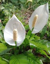 Mauna Loa Peace Lily or Spathiphyllum ‘Mauna Loa’ with a dense clump of broad glossy dark-green lance-shaped leaves and upright white hood-like spathes surrounding cream-colored flower spikes called spadixes.