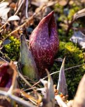 Eastern Skunk Cabbage, Symplocarpus foetidus, growing in a wet woodland with large deeply ribbed heart-shaped green leaves and a mottled maroon-and-green hood-shaped spathe surrounding a short flower-covered spadix near the ground.