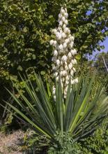 Yucca plant with a dense rosette of long stiff sword-shaped green leaves, fibrous leaf margins, sharp terminal points, and a tall central flowering stalk bearing clusters of large cream-white bell-shaped flowers.