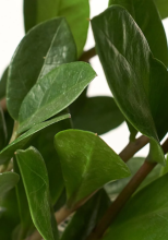 Potted ZZ Plant or Zamioculcas zamiifolia with numerous thick upright compound leaves bearing pairs of glossy oval dark green leaflets and swollen succulent petiole bases emerging from the soil.