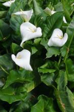 Pig Lily or White Arum Lily (Zantedeschia aethiopica), a clump-forming wetland plant with large glossy arrow-shaped green leaves, upright white funnel-shaped spathes surrounding yellow spadices, and clusters of green to orange berries