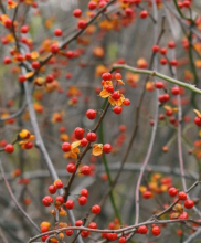 American Bittersweet (Celastrus scandens), a native deciduous woody vine with twining brown stems, alternate oval leaves with finely rounded teeth, terminal clusters of small greenish flowers, and dense branch-tip clusters of orange capsules splitting open to reveal bright scarlet arils and seeds.