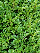 Dense evergreen Boxwood hedge with many branching stems, small opposite glossy oval leaves, and clusters of inconspicuous pale yellow-green flowers