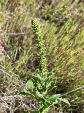 California Goosefoot, Chenopodium californicum, a nitrate- and oxalate-accumulating plant for livestock and pets