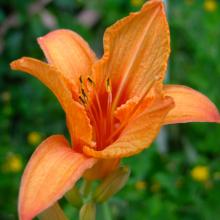 Day Lily, Hemerocallis species, a highly toxic lily-type plant that can cause acute kidney failure in cats