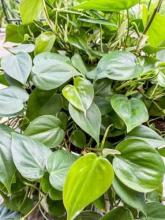 Heartleaf Philodendron, Philodendron hederaceum, trailing from a hanging container with slender climbing stems, aerial roots, and glossy dark-green heart-shaped leaves with pointed tips and a deep basal notch