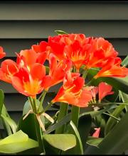 Kaffir lily identified as Clivia miniata, with broad glossy dark-green strap-shaped leaves, a thick leafless stalk bearing a rounded cluster of orange trumpet-shaped flowers.