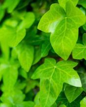 Sweetheart ivy (Hedera helix), an evergreen trailing or climbing vine with small glossy dark-green heart-shaped to shallowly lobed leaves and fine aerial rootlets along the stems.