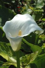 Trumpet Lily or White Calla Lily (Zantedeschia aethiopica) growing in a dense clump of glossy dark-green arrow-shaped leaves with tall white funnel-shaped spathes surrounding upright yellow spadices.