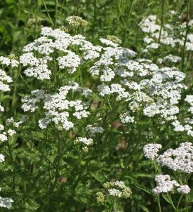 Dog Daisy, Achillea millefolium, a yarrow plant containing bitter glycoalkaloids, volatile oils, and sesquiterpene lactones toxic to dogs, cats, and horses