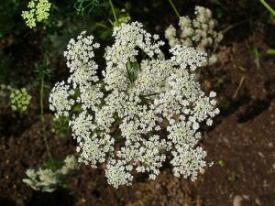 Bishop’s Weed, Ammi majus, a photosensitizing toxic plant for pets and livestock