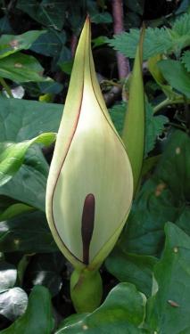 Cuckoo-pint, Arum maculatum, a calcium-oxalate toxic wild arum plant for pets