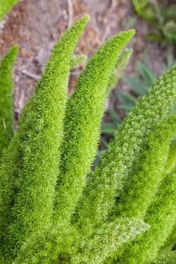 Emerald Feather, Asparagus densiflorus, an asparagus fern houseplant with sapogenin-containing berries toxic to dogs, cats, and horses