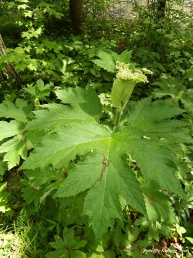 Cow Parsnip, Heracleum maximum, a furanocoumarin-containing plant that can cause photosensitization in pets and livestock