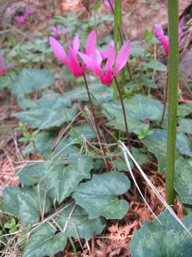 Cyclamen, Cyclamen species, a flowering Primulaceae plant containing terpenoid saponins toxic to dogs and cats