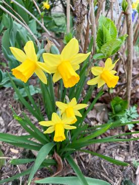 Daffodil, Narcissus species, a lycorine-containing Amaryllidaceae bulb plant toxic to dogs and cats