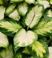 Dieffenbachia, Dumb Cane, a calcium oxalate-containing Araceae houseplant toxic to dogs and cats