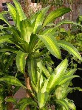 Cornstalk Plant, Dracaena fragrans, a saponin-containing houseplant toxic to dogs and cats