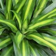 Dracaena species, a saponin-containing houseplant group including corn plant and dragon tree that is toxic to dogs and cats