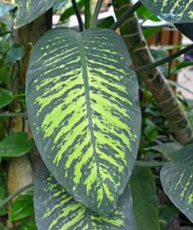 Dumb Cane, Dieffenbachia species, a calcium oxalate-containing Araceae houseplant toxic to dogs and cats