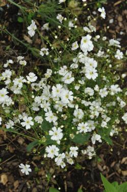Baby’s Breath, Gypsophila elegans, a floral plant that may cause mild gastrointestinal upset in pets