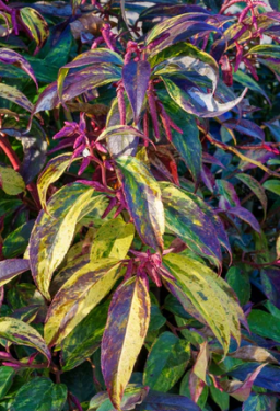 Dog Hobble, Leucothoe species, a grayanotoxin-containing Ericaceae shrub toxic to dogs, cats, horses, and livestock