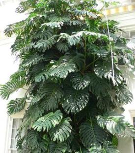 Cutleaf Philodendron, Monstera deliciosa, a calcium oxalate-containing aroid houseplant toxic to dogs and cats