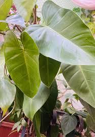 Cordatum, Philodendron hederaceum, a calcium-oxalate toxic heartleaf philodendron for pets