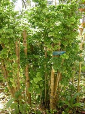 Coffee Tree, Polyscias guilfoylei, a saponin-containing Aralia houseplant toxic to pets