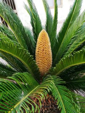 Cycads, including Cycas and Zamia species, highly toxic sago palm-type plants that can cause liver failure in dogs and cats