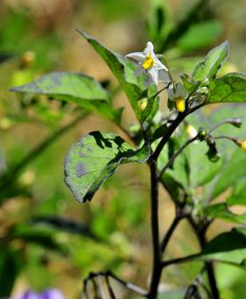 Black Nightshade, Solanum nigrum, a glycoalkaloid toxic plant for pets and livestock