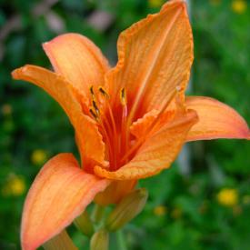 Day Lily, Hemerocallis species, a highly toxic lily-type plant that can cause acute kidney failure in cats