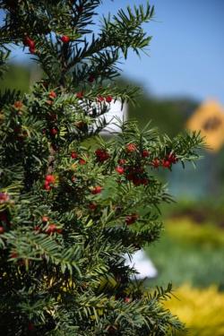 Japanese Yew